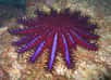 L’Acanthaster planci, la seule espèce d’étoile de mer toxique, est le pire ennemi du corail. Elle prolifère périodiquement dans les zones tropicales du bassin Indo-Pacifique et ravage les récifs coralliens. Si bien qu’en 2009, autour de Moorea, la sœur de Tahiti, il ne restait que 2 % du récif en vie…