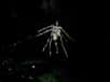 Pour tromper ses prédateurs, une araignée péruvienne a innové : elle construit des leurres en forme… d’araignée. Ses créations faites de débris végétaux et de restes d’insectes sont même 5 fois plus grandes qu’elle !