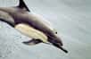 Il mérite désormais bien mal son nom. Victime de la surconsommation et de la pêche excessive, le dauphin commun (Delphinus delphis) se raréfie à une telle vitesse en Méditerranée que son existence le long de nos côtes est menacée à très brève échéance.
