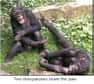 Racontez une bonne blague à un chimpanzé. S’il vous aime bien, il rira même s’il ne comprend pas votre humour. D’après l’équipe de biologistes qui vient de décrire ces observations, nos cousins utiliseraient le rire de la même manière pour les interactions sociales.