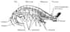 Fausse crevette mais vrai prédateur, ce gammare (Dikerogammarus villosus pour les intimes) est surtout une espèce invasive venue de l'est de l'Europe par le Danube, le Rhin et les canaux. Elle vient de traverser la Manche.