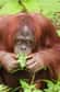 Les célèbres singes roux de Bornéo, jusqu'à présent arboricoles, se déplaceraient depuis peu au sol, allant jusqu'à emprunter les chemins des grumiers qui transportent les troncs. Cette rapide adaptation à leur environnement dégradé par l'Homme pourrait bien contribuer à leur survie.