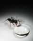 Alors qu'un dixième seulement des individus nourrissent tous les autres et que les larves ont des besoins particuliers en protéines, les fourmis régulent très bien ces apports aux uns et aux autres. Quitte à régurgiter en dehors du nid la nourriture qui ne convient pas.