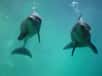 Via le détroit de Gibraltar, les grands dauphins ont investi la Grande Bleue, il y a seulement 18.000 ans, date à laquelle la mer est devenue pour eux un habitat favorable. De nos jours, les populations de ces cétacés continuent d'évoluer au sein de cet écosystème marin.