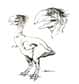 Les gastornithidés, des oiseaux géants du début du Tertiaire pouvant mesurer trois mètres de hauteur, sont souvent représentés comme des carnivores, terrorisant un monde déserté par les dinosaures. Vision erronée, affirme une équipe lyonnaise, qui s'appuie notamment sur une méthode originale, basée sur un rapport isotopique et permettant de déterminer le régime alimentaire d'un oiseau fossile. Une étude anatomique confirme : Gastornis était sans doute un animal dangereux mais herbivore.
