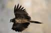 Le gypaète barbu, l’un des grands vautours d'Europe, est depuis longtemps en grand danger. Sa protection, démarrée en 1978, atteint l'échelle européenne. En France, il niche surtout dans les Alpes et les Pyrénées. Au milieu : le Massif central. Le 6 juin 2013, dans le cadre d'un plan national de réintroduction lancé en 2012, deux nouveaux gypaètes ont été lâchés en Aveyron. Retour en images sur la belle réussite d’un programme phare de la LPO.
