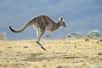 Deux longues pattes à l’arrière pour sauter, deux pattes courtes à l’avant pour se battre et une queue pour... marcher. Le kangourou serait donc un animal à cinq pattes, voila ce qu’a découvert une équipe de scientifiques américains, canadiens et australiens au cours d’une étude qui s’est étendue sur près de 13 ans.
