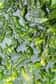 Les algues vertes du littoral breton, connues aussi sous le nom de laitues de mer, ne sont normalement pas toxiques mais lorsqu’elles s’accumulent et se décomposent, elles dégagent de l’hydrogène sulfuré qui lui l’est, du moins à forte concentration. La marée verte prenant de l’ampleur, un véritable problème de santé publique se pose, comme l’illustre le décès d'un cheval sur le littoral des Côtes d'Armor, fin juillet.