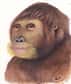 En Espagne, le crâne d'un hominoïde, avec une mâchoire discrète, si peu prognathe, éclaire d'un jour nouveau l'histoire des ancêtres de l'homme et des grands singes.
