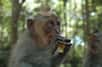 Au Japon, des macaques ont été surpris alors qu’ils se nettoyaient les dents à l’aide de cheveux humains utilisés comme du fil dentaire. Mieux : ils semblent enseigner cette technique à leur progéniture, en pleine contradiction avec ce que l'on croit savoir de l'apprentissage chez les animaux.