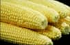 La décision de l’Allemagne d’interdire la culture du maïs génétiquement modifié et l’échec de l’UE de contraindre les pays réticents à l’accepter sur leur territoire pourraient entraîner le réajustement de la législation européenne.