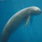 Les marsouins du Yangtsé, en Chine, pourraient bientôt disparaître si rien n’est fait pour les protéger, comme les dauphins de Chine avant eux. La population de ce mammifère marin d’eau douce aurait fortement décliné en quelques années. Les activités anthropiques sont une nouvelle fois en cause.