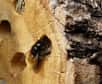 Comme tous les insectes butineurs, ces abeilles solitaires et inoffensives souffrent des mêmes maux que leurs cousines productrices de miel. Dans un jardin, on peut très facilement et sans risque en maintenir un petit élevage, qui plus est passionnant à observer...