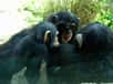 Les chimpanzés peuvent s’unir pour perpétrer des agressions sur d’autres mâles. Visiblement, le choix des alliés ne devrait rien au hasard, les chances de se reproduire et de gravir des échelons sociaux étant plus élevées si aucun singe n’est engagé dans une autre alliance !