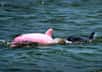 Erik Rue, capitaine d’un bateau naviguant sur les eaux de l’estuaire salé du lac Calcasieu, en Louisiane, n’en a pas cru ses yeux lorsqu’il a aperçu pour la première fois un dauphin rose nageant au milieu d’un groupe de congénères, ceux-là parfaitement normaux.