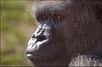 En 2008, le monde scientifique découvrait avec stupéfaction une population de 125.000 gorilles dans le bassin du Congo. Un an plus tard, on réalise que cette population est menacée. La primatologue Emmanuelle Grundmann revient pour Futura-Sciences sur cette découverte et sur l'avenir des gorilles.