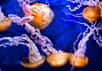 Au travers du dossier réalisé par Catherine Vadon (océanographe) vous allez pouvoir découvrir le monde incroyable des méduses. Explorez mers et océans, de la surface jusqu’au fond, y compris dans les abysses ! Belles et majestueuses, elles fascinent autant qu'elles effraient...