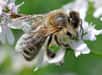 Au travers du dossier réalisé par Bernard Duran, vous allez pouvoir découvrir pourquoi, depuis quelques années, les abeilles meurent de façon massive. Les scientifiques, à défaut de trouver une raison unique à ce phénomène, tentent de définir les scénarios susceptibles d’expliquer ces mortalités excessives.