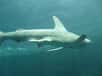Comment extraire un hameçon du ventre d'un requin sans blesser ni l'animal ni les intervenants ? A Nausicaa, le Centre de la mer installé à Boulogne-sur-mer, on a trouvé la réponse. Il faut des clous de girofle.