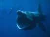 Dans le Finistère sud, en Bretagne, l’année 2013 sera probablement celle des requins pèlerins. Le 6 juin, dix de ces squales planctophages ont été vus près de l’archipel des Glénan par des bénévoles de l’Apecs. Les pluies exceptionnelles de l’hiver dernier expliquent-elles leur présence ?