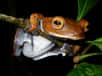 Au Vietnam, une nouvelle grenouille arboricole vient d’être décrite. Rhacophorus helenae, avec ses voiles cutanées entre les doigts, doit être un planeur honorable.