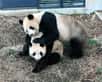 Une hormone qui augmente et un appétit qui baisse, il n’en faut pas plus aux médias japonais pour affirmer que Shin Shin, un panda femelle prêté par la Chine au zoo d’Ueno, est enceinte. La dernière naissance d’un panda au sein de ce parc zoologique remonte à 1988. Toute la presse nippone, y compris les quotidiens économiques, semble ravie.