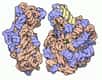 Le prix Nobel de chimie vient d’être attribué à deux Américains et une Israélienne pour leurs travaux sur les ribosomes. Ces travaux promettent des avancées dans le traitement des maladies grâce à l’amélioration des antibiotiques.