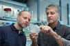 Une équipe allemande vient de dénicher une enzyme naturellement fabriquée par des bactéries et qui permettrait de produire du verre acrylique (alias Plexiglas) à partir de sucres ou d'alcools, donc de biomasse, sans recours à la pétrochimie.