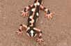 Le triton tacheté de Kaiser (Neurergus kaiseri) est une petite salamandre d’Iran peu connue, mais elle pourrait devenir tristement célèbre en devenant la première espèce à devoir être protégée à cause du e-commerce. Pourtant, elle initiera peut-être un renouveau des outils de préservation de la biodiversité adaptés à l’essor toujours croissant d’Internet.
