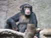 Exposés à une culture sociale différente, les chimpanzés pourraient choisir de changer la structure de leurs appels afin de se conformer socialement. Une aptitude qui semblait jusqu'à présent réservée à l'espèce humaine.