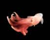 Il existe des créatures sous-marines incroyables. Nous ne savons pas qu'elles existent et pourtant elles voguent paisiblement dans les profondeurs. C'est grâce à des personnes comme Claire Nouvian que nous pouvons nous rendre compte de la biodiversité incroyable qu'abritent les abysses. Découvrez-la en image.