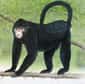 Ce singe noir, à la face blanche et aux narines largement ouvertes, vit au nord du Myanmar, ex-Birmanie. Il n’avait jamais été décrit par les zoologistes. Pourtant, sur place, on sait depuis longtemps qu’il n’aime pas la pluie…