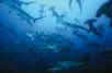 De nombreux requins marteaux sont chaque année capturés accidentellement durant des pêches à la palangre. Une scientifique a eu l’idée de remplacer les plombs placés sur les hameçons par des boules de néodyme et de praséodyme. Ces métaux produisent en effet un champ électromagnétique répulsif en présence d’eau. L’idée est excellente mais…