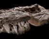 Le premier superprédateur marin du Mésozoïque vient d’être décrit. Grâce à ses dents tranchantes, l’ichtyosaure Thalattoarchon saurophagis ne devait pas craindre des animaux aussi grands que lui. Petit détail supplémentaire, mais qui a son importance : ce reptile marin mesurait au minimum 8,6 m de long.
