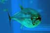 Est-il possible que le thon rouge de Méditerranée, une des espèces de poissons les plus communes dans nos assiettes, soit menacée d’extinction ? Assurément oui, répond la Commission internationale pour la conservation des thonidés de l'Atlantique (Iccat), actuellement réunie à Marrakech.