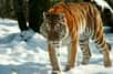 Selon le dernier rapport de Wildlife Conservation Society, la dernière population de tigres de Sibérie a subi une chute de 40% de ses effectifs, à cause du braconnage et de la fragmentation de son habitat.