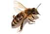 Apis mellifera, l'abeille domestique, souffre de nombreux maux. Mais en voilà un nouveau : la mouche Apocephalus borealis. Une fois infectée par elle, l'abeille, telle un zombie, adopte des comportements anormaux et finit par mourir. Encore un facteur qui contribue au syndrome d'effondrement des colonies d'abeilles.