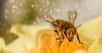 L’abeille, insecte pollinisateur par excellence, se présente comme une clé de voûte de la biodiversité. Et, alors que son déclin inquiète, aujourd’hui pour la première fois, une équipe de chercheurs montre que l’agriculture biologique pourrait bien lui profiter au-delà de ce que l’on imaginait.