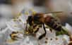 Censés protéger les colonies d'abeilles domestiques contre leurs parasites, un antibiotique et des acaricides constituent, lorsqu'ils sont associés, un cocktail mortel. C'est ce que montre une étude américaine, confirmant l'idée que le mal qui frappe les abeilles partout dans le monde est le résultat d'une combinaison de facteurs. Une nouvelle étape dans la résolution de ce mystère, comme Yves Le Conte, spécialiste des abeilles, l'explique à Futura-Sciences.