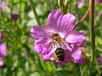 Les abeilles tiennent toutes un rôle précis, mais évolutif, au sein de la ruche. Certains individus âgés pourraient au besoin reprendre des fonctions normalement exercées par des jeunes. Chose inconnue jusqu’alors, ce changement de comportement s’accompagnerait d’adaptations au niveau de l’ADN. Chaque rôle possède en effet son propre motif de méthylation.