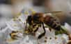 Le déclin des abeilles s’accélère depuis une quinzaine d’années. Le rôle des insecticides dans leur décimation est souvent sujet à débat, mais de plus en plus d’études mettent en évidence leur influence. À l’heure où la Commission européenne confirme l’interdiction de trois pesticides, une nouvelle étude insiste sur le lien direct entre ces produits phytosanitaires et la modification du profil génétique des insectes butineurs.