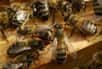 Les néonicotinoïdes, des pesticides couramment employés en agriculture, désorientent les abeilles à certaines doses. Il apparaît maintenant qu’ils affectent également leurs capacités d’apprentissage et de mémorisation, tout comme le coumaphos. Cela s’explique peut-être par les troubles neurologiques qu'occasionnent ces produits phytosanitaires.