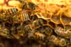 Abeilles et néonicotinoïdes sont deux mots couramment associés depuis quelques mois, au grand dam de Sophie Masurier, une apicultrice professionnelle que Futura-Sciences a pris soin de consulter. Oui, les pesticides constituent un problème majeur, mais ils en masquent d’autres. Mais au fait, pourquoi toujours parler de la filière apicole dans un contexte aussi sombre ?