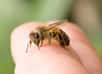 Certains scientifiques utilisent des moyens plutôt originaux pour répondre à des hypothèses scientifiques. C’est le cas d’un étudiant états-unien qui a testé la douleur d’une piqûre d’abeille sur différentes zones de son anatomie.