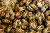 Les colonies d’abeilles domestiques ne bannissent pas les ouvrières infectées par le Varroa destructor ou le Nosema ceranae, malgré les effets que ces parasites ont sur leurs hôtes. En effet, ils impacteraient l'activité de gènes dans le cerveau et la production de molécules de reconnaissance sur la cuticule. Et si les insectes malades partaient d’eux-mêmes pour réduire les risques de transmission ?