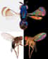 Les jolies couleurs irisées parfois visibles sur les ailes transparentes des Insectes ne seraient pas aléatoires, mais définies par l’espèce et le sexe de l’animal. Cette découverte devrait permettre de revoir la classification des Insectes par les entomologistes.