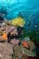 Les aires marines protégées participent bien au renouvellement des stocks de poissons… à l’extérieur de leurs frontières. Ce fait régulièrement démenti par certains pêcheurs est dorénavant prouvé grâce à une étude génétique réalisée sur des poissons de la barrière récifale de la grande île Keppel, en Australie.