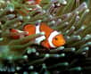 La hausse de dioxyde de carbone n'a pas pour unique conséquence le réchauffement climatique. Des poissons adoptent des comportements étranges lorsque l'océan en contient trop. Le poisson-clown se sent ainsi attiré par l'odeur de son prédateur !