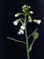 Les plantes sont-elles capables de s'adapter au changement climatique ? Oui selon deux études qui se sont penchées sur le génome d'Arabidopsis thaliana. Certains gènes contrôlent cette adaptation et la plante peut posséder les armes pour vivre sous des climats bien différents.