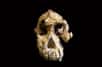La découverte, en Éthiopie, d’un crâne vieux de 3,8 millions d’années, dans un état de conservation exceptionnel, relance le débat sur la compréhension du processus d'évolution des hominidés. Ce fossile est peut-être le chaînon manquant entre les célèbres Toumaï, Ardi et Lucy, entre nos plus anciens ancêtres et les groupes les plus récents.